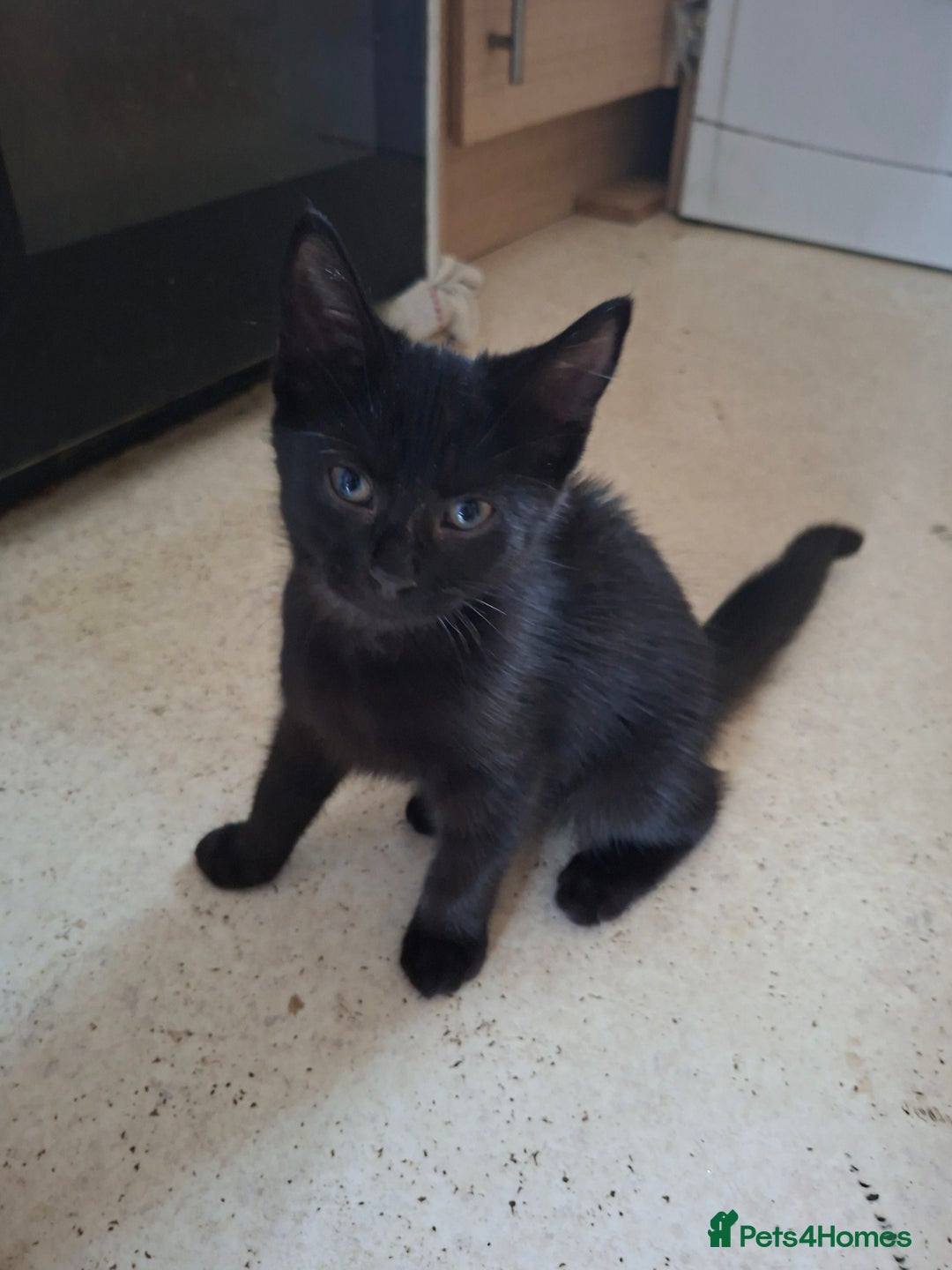 Bombay cats for sale: Two kittens, ginger(male) and black ( female) - Image 6
