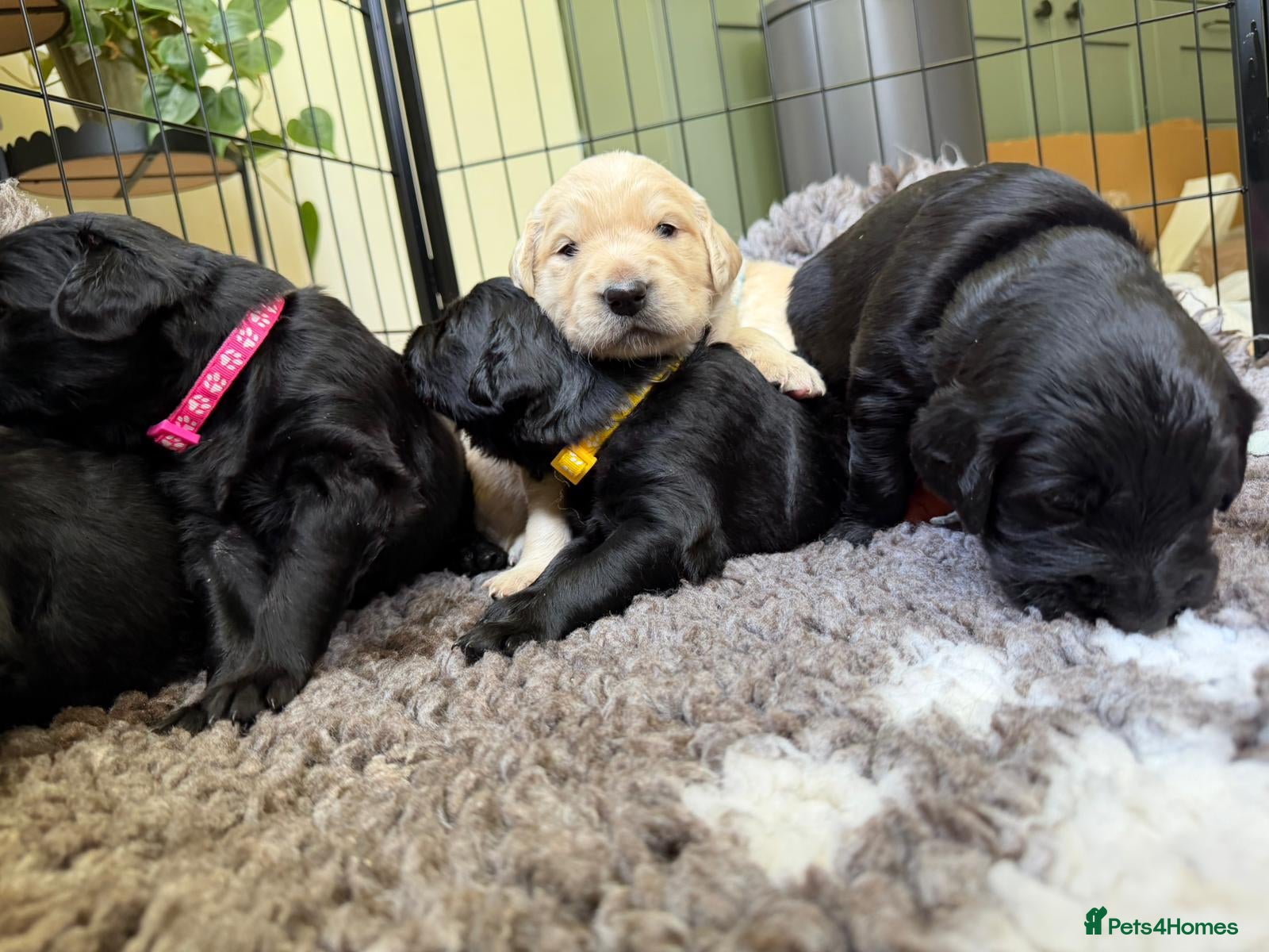 Mixed Breed dogs (6 reserved) Golden Retriever x Collie Pups - Advert 2