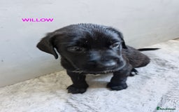 Mixed Breed dogs for sale: Amazing puppies - Image 11
