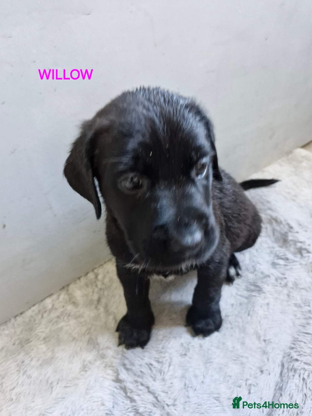 Mixed Breed dogs for sale: Amazing puppies - Image 11