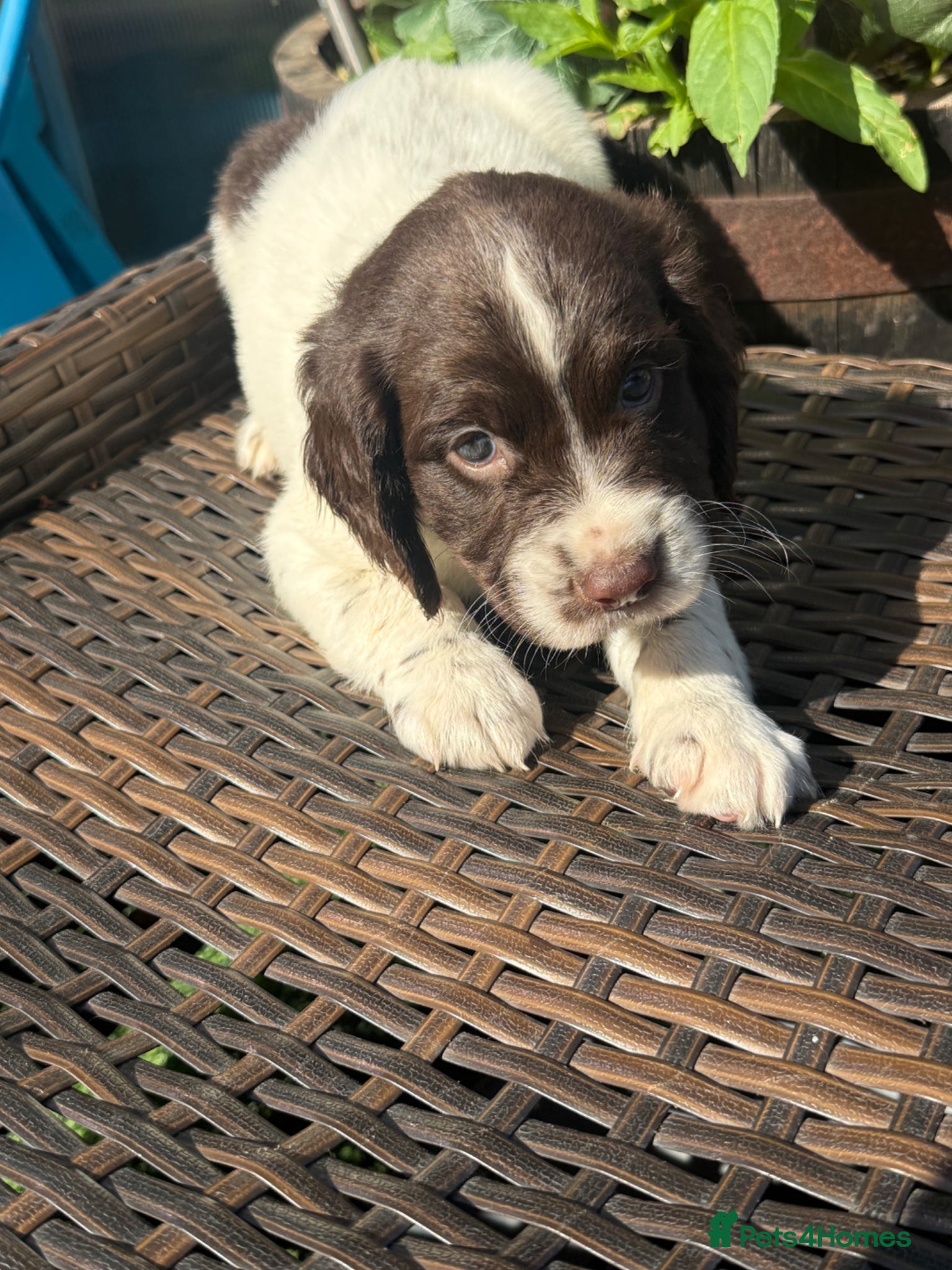 Mixed Breed dogs Sproodle puppies for sale  - Advert 2