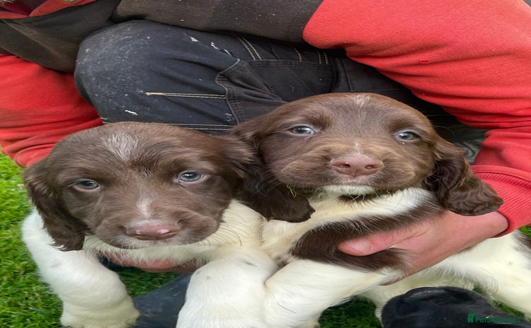 English Springer Spaniel dogs - Advert 3