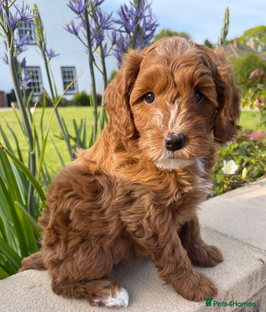 Miniature Poodle dogs for stud: Stunning Red & White Poodle for stud  in Driffield - Advert 12