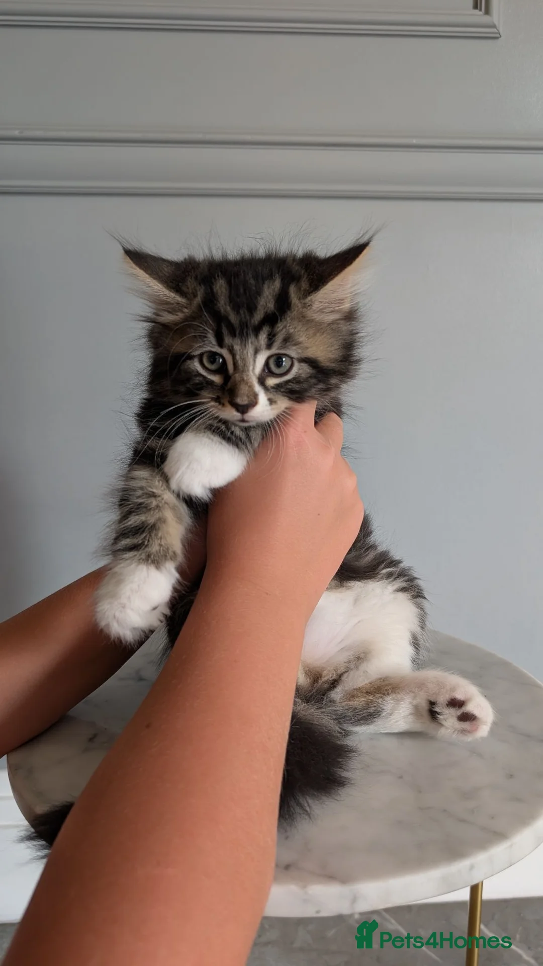 Mixed Breed cats for sale: Beautiful Ragdoll Cross & Tabby Kittens. Ready Now - Advert 14