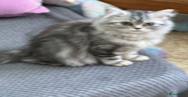 British Shorthair cats - Advert 7