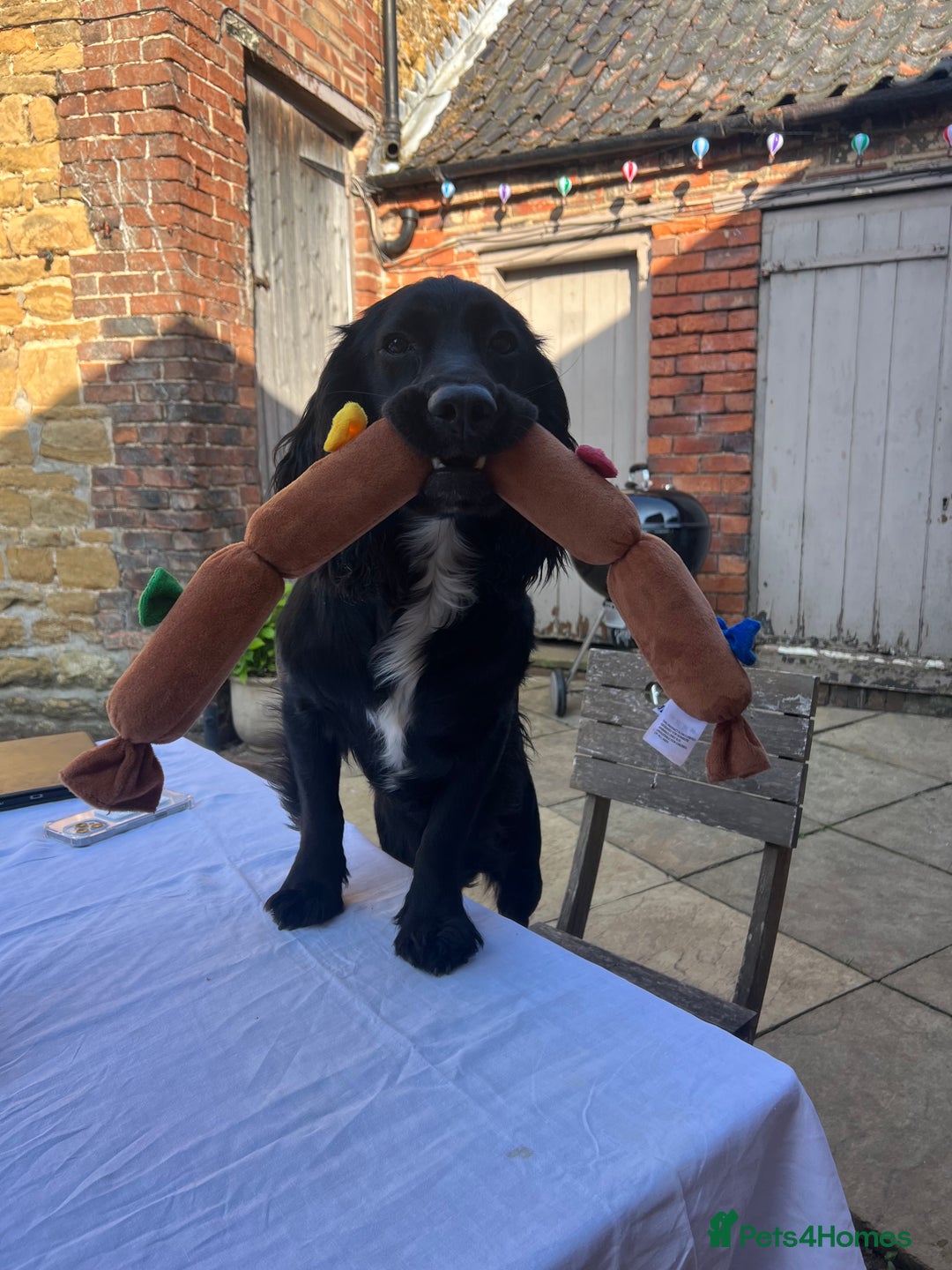 Mixed Breed dogs for sale: Cutest Standard Dachshund x Cocker Puppies - Image 13