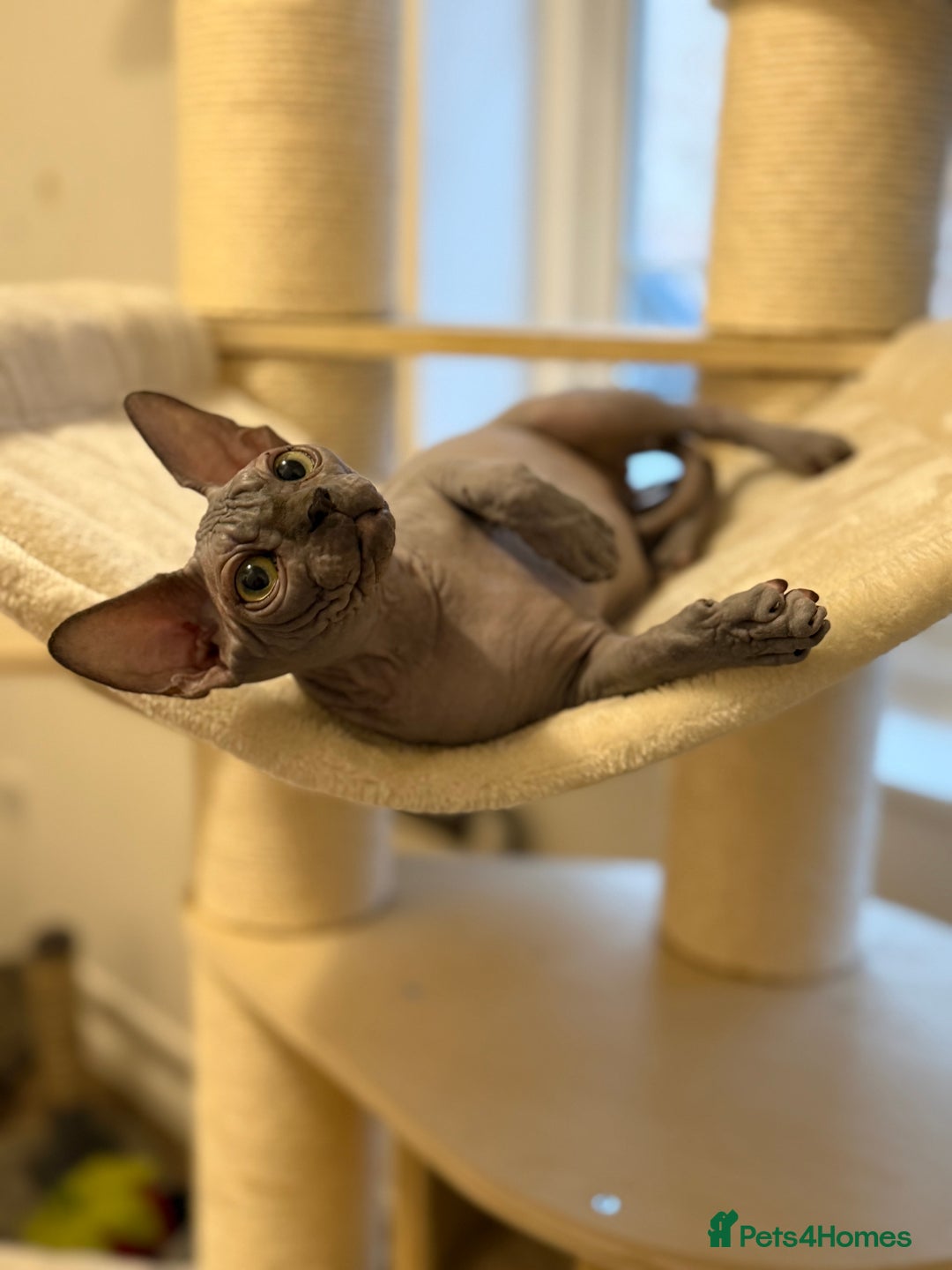 Sphynx cats for sale: Blue Wrinkles Boy - Advert 7