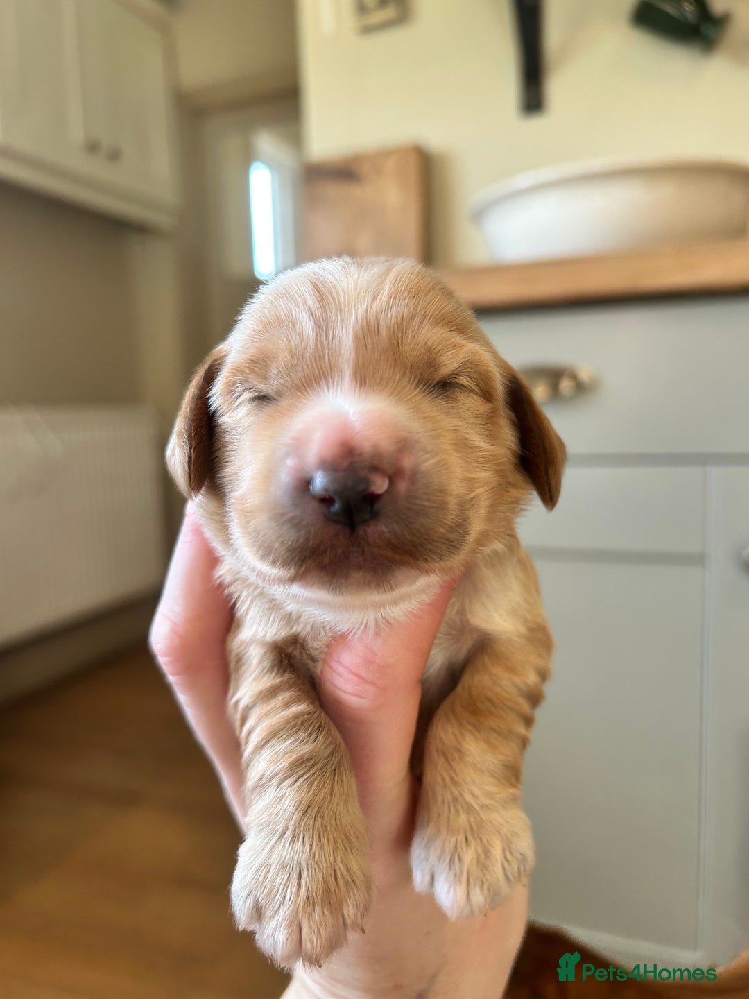 Cockapoo dogs for sale: F1B cockapoo - Advert 7