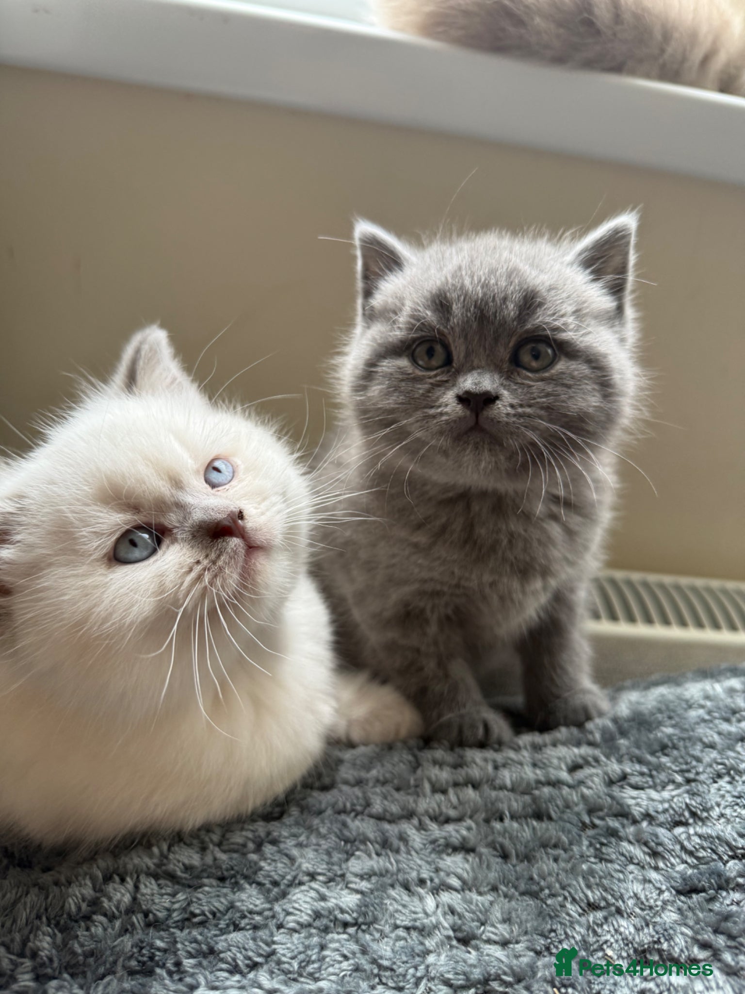 British Shorthair cats Gorgeous kittens  - Advert 6