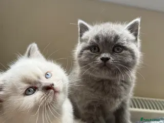 British Shorthair cats Gorgeous kittens - Advert 6