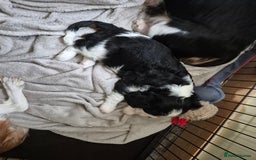 Cavalier King Charles Spaniel dogs for sale: 2 Handsome boys not kc reg - Image 3