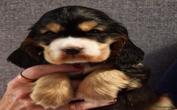 Cocker Spaniel dogs for sale: Kc reg show Cocker Spaniel, 5* Licensed breeder - Image 8