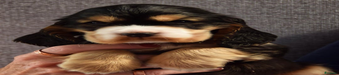 Axel (Sold)