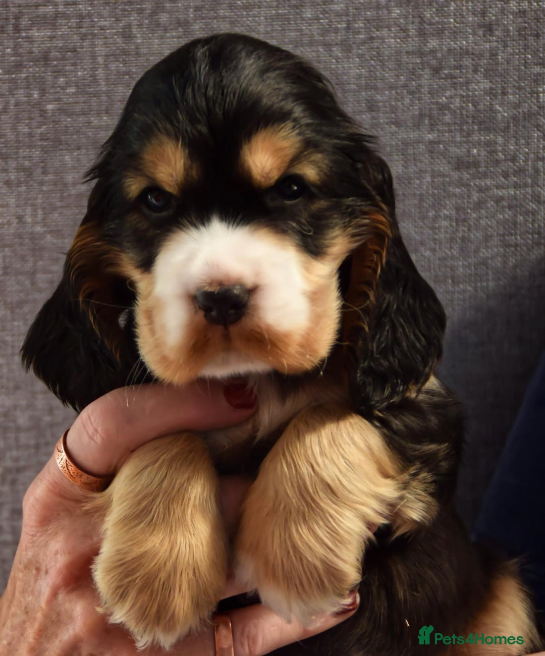 Cocker Spaniel dogs for sale: Kc reg show Cocker Spaniel, 5* Licensed breeder - Image 8