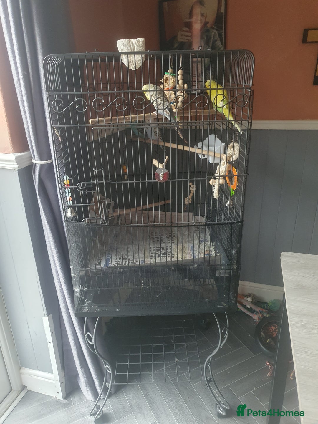 Budgerigars birds for sale: Show birds - Image 3