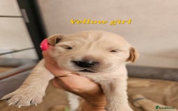 Golden Retriever dogs for sale: Lovely Golden Retriever puppies ❤️  - Image 17