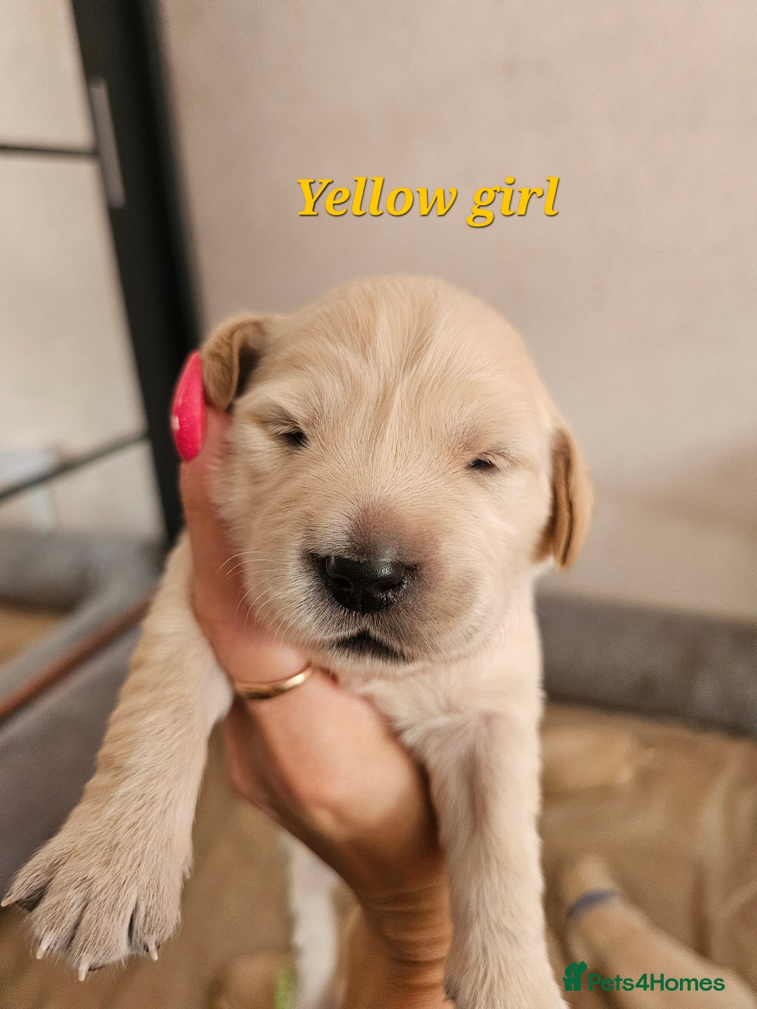 Golden Retriever dogs for sale: Lovely Golden Retriever puppies ❤️  - Image 17