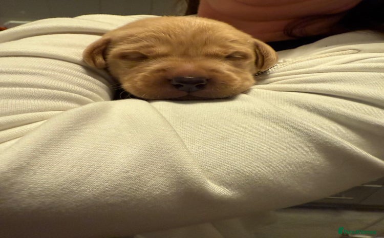 Labrador Retriever dogs - Advert 3
