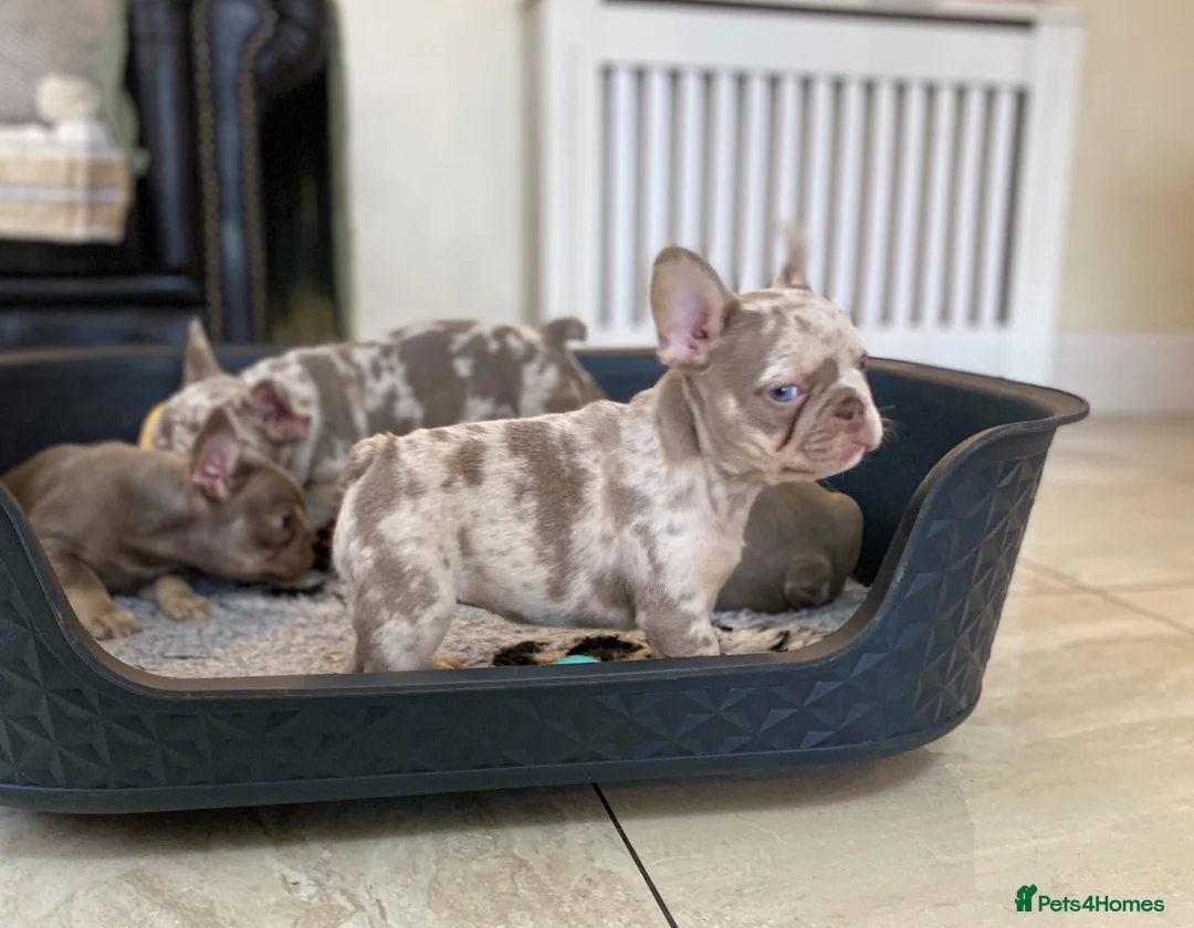 French Bulldog dogs for sale: NEWSHADE ISABELLA AND MERLE FRENCH BULLDOGS - Advert 15