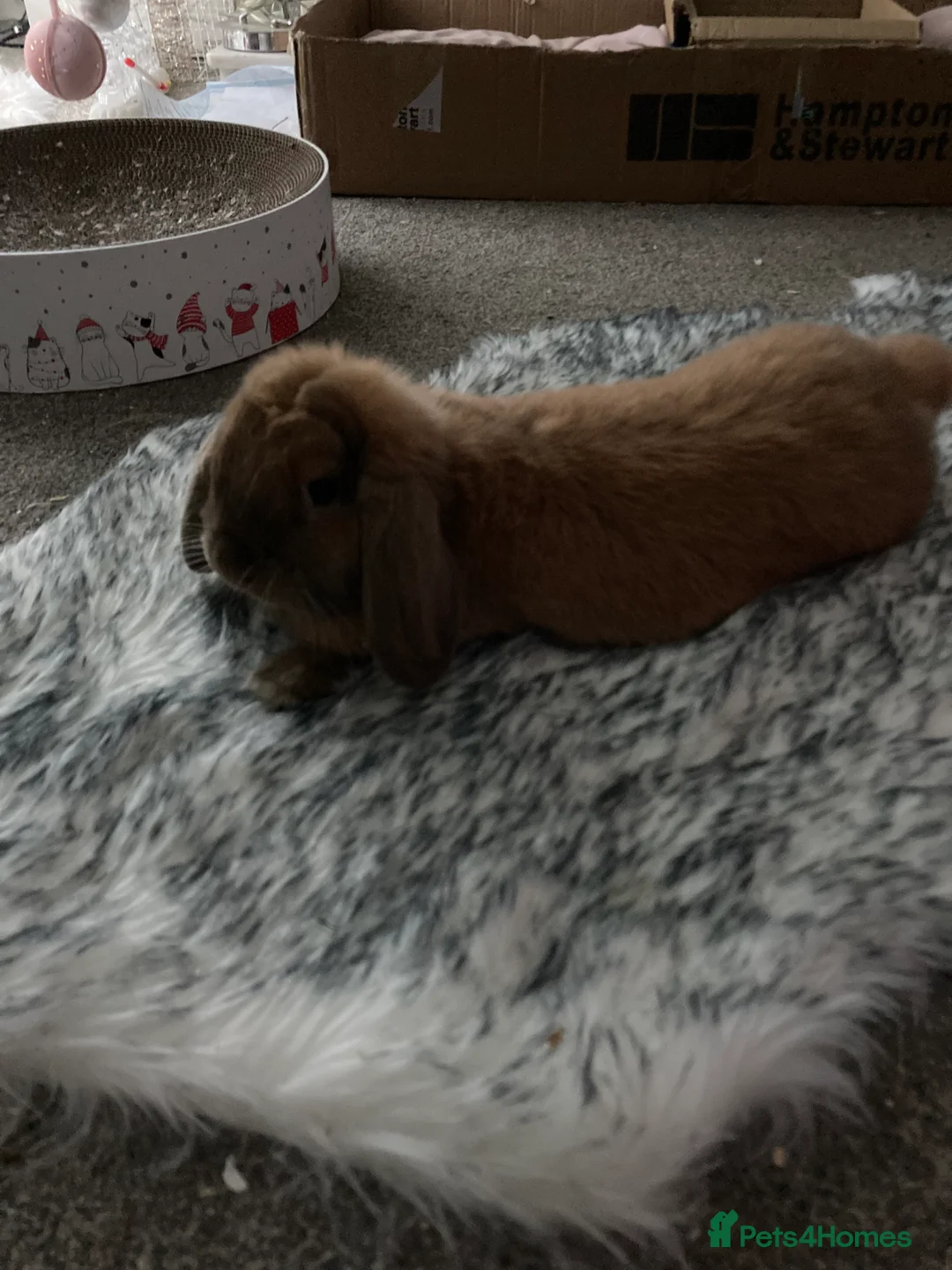 Mini Lop rabbits for sale: Tux and Caramel need rehoming - Advert 4