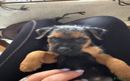 Mixed Breed dogs for sale: Border Terrier x Lakeland Terrier pups - Image 3