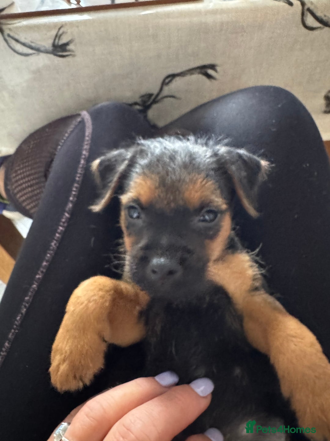Mixed Breed dogs for sale: Border Terrier x Lakeland Terrier pups - Image 3