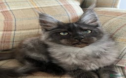 Maine Coon cats for sale: ⭐️Beautiful Maine Coon Kittens⭐️ - Image 18
