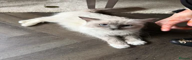 Ragdoll cat 