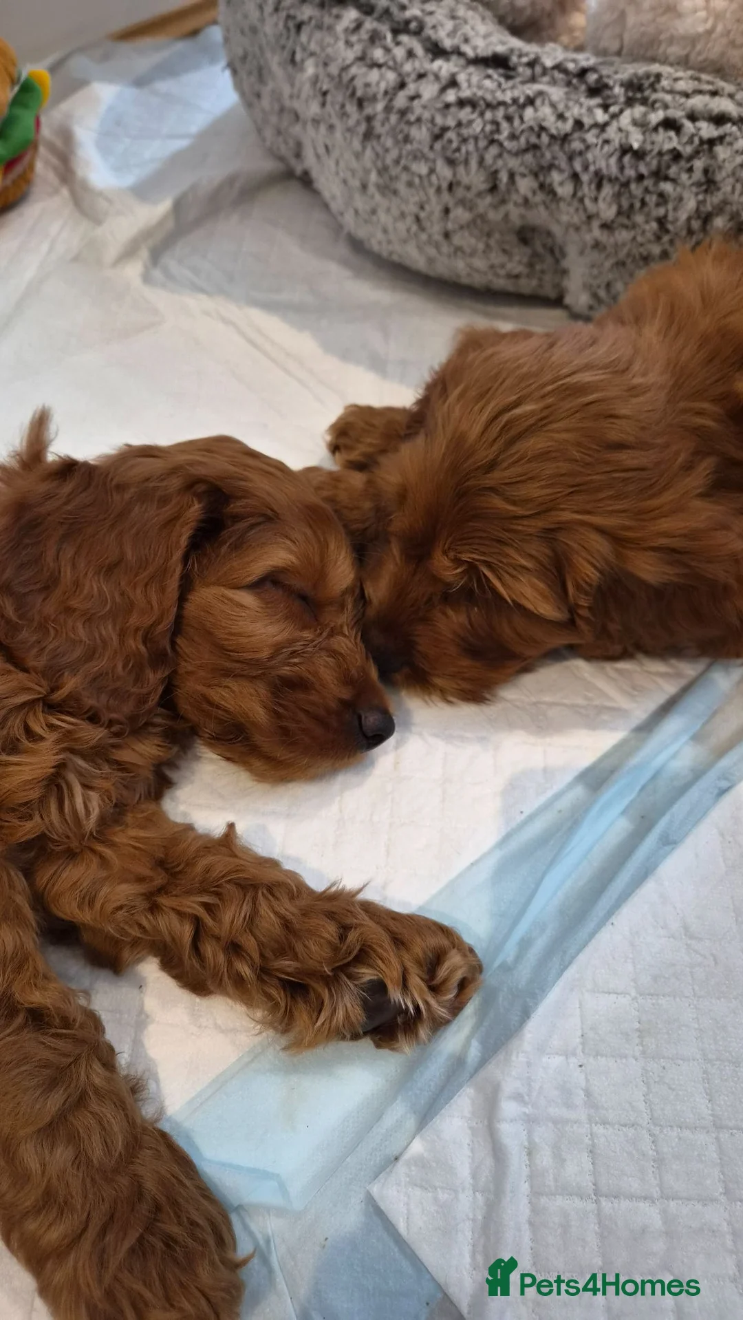 Cavapoo dogs for sale: Gorgeous Cavapoo puppies - Advert 2