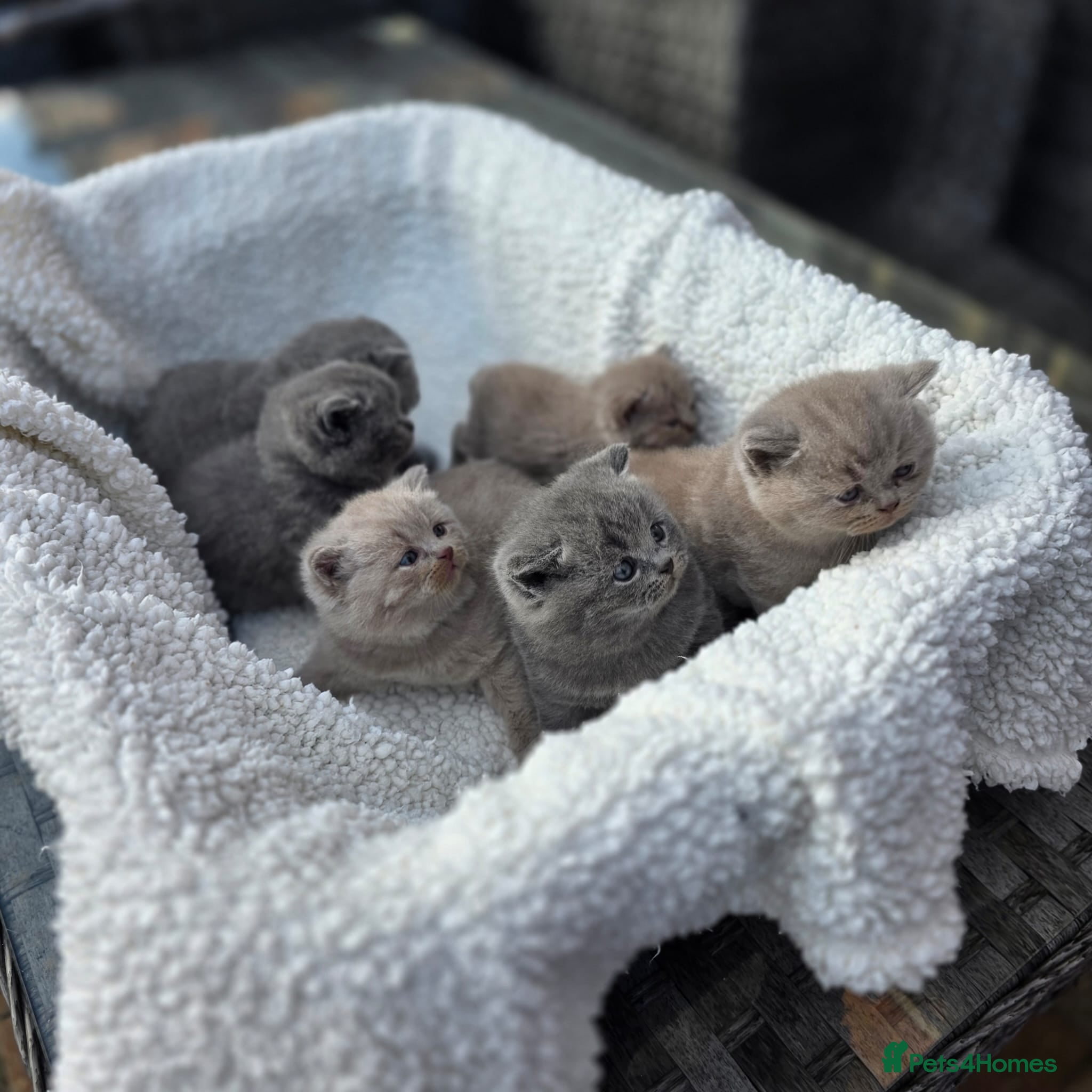 British Shorthair cats BEAUTIFUL BRITISH SHORTHAIR KITTENS  - Advert 1