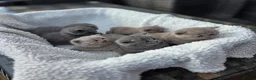 British Shorthair cats for sale: BEAUTIFUL BRITISH SHORTHAIR KITTENS  - Advert 17