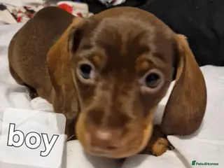 Dachshund dogs Dachshunds puppies - Advert 2