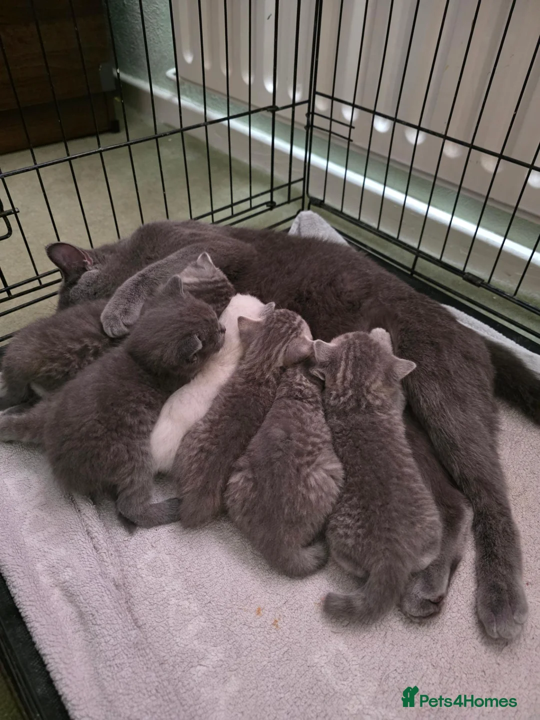 Scottish Fold cats for sale:  BRITISH & SCOTTISH SHORTHAIR KITTENS 🐾 - Advert 1
