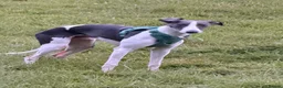 Whippet dogs for sale: Whippet boy  - Advert 7