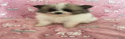 Pomeranian dogs for sale: KC reg Beautiful Teddy bear Pomeranian girls - Advert 3