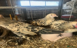 Hens poultry for sale: Lemon Millefleur Sablepoots for sale in Bolton  - Image 4