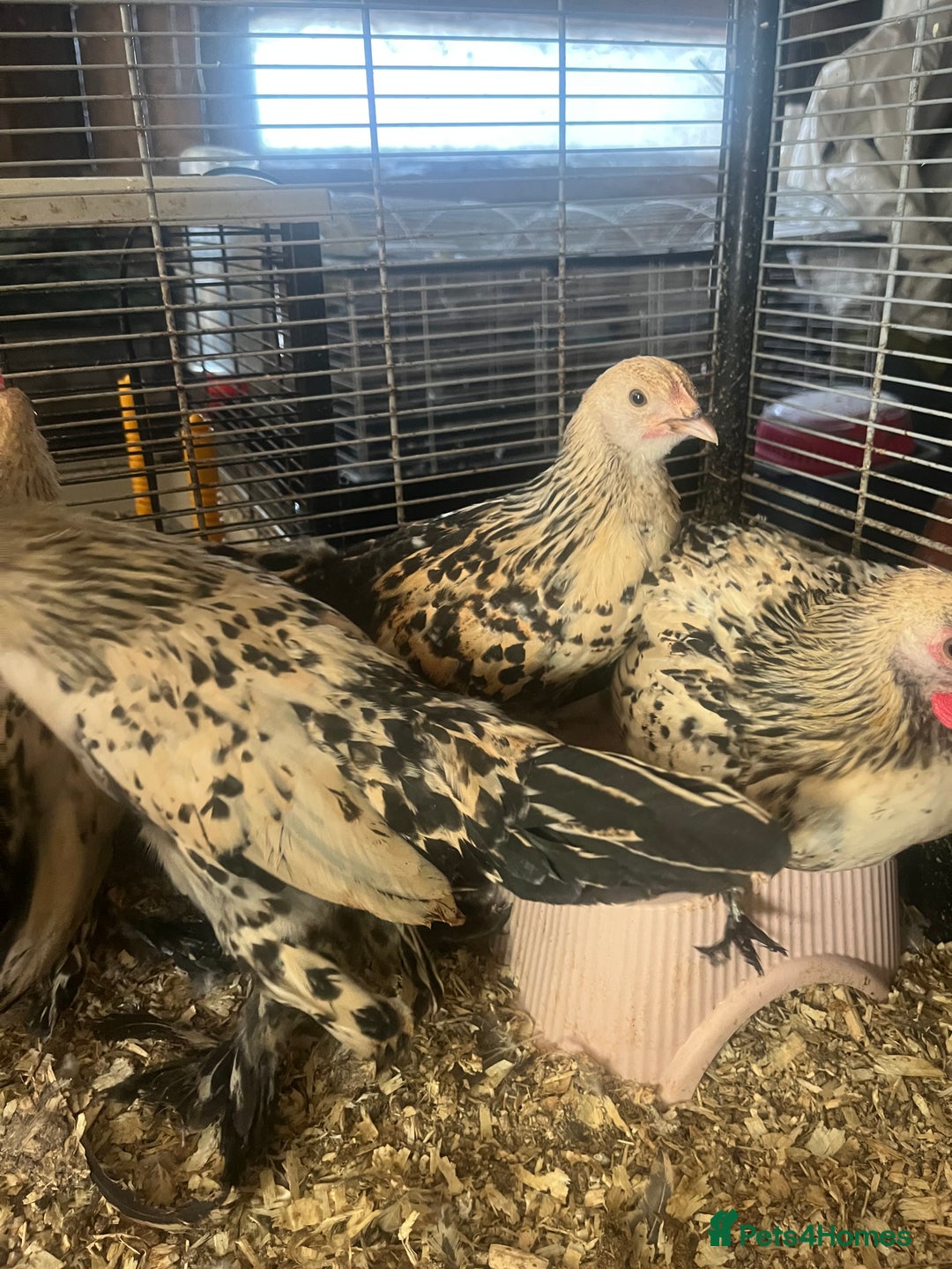 Hens poultry for sale: Lemon Millefleur Sablepoots for sale in Bolton  - Image 4