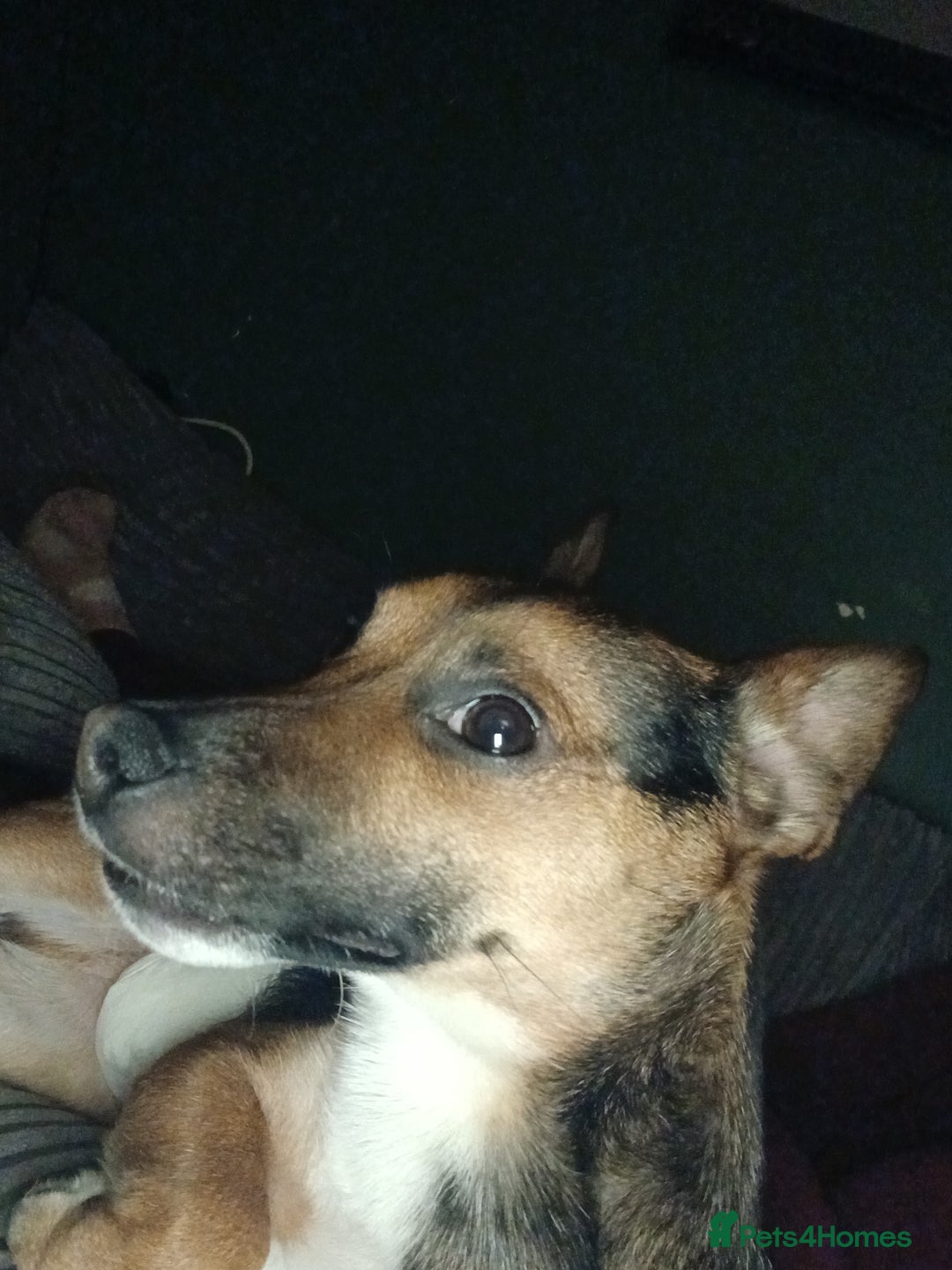 Jack Russell dogs for sale: Paddy the gentle jack - Advert 3