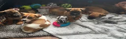 Jackshund dogs for sale: JACKSHUND PUPS  - Advert 9