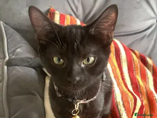 Domestic Shorthair cats 6 Curious Loving Domestic Shorthair Kittens - Advert 1