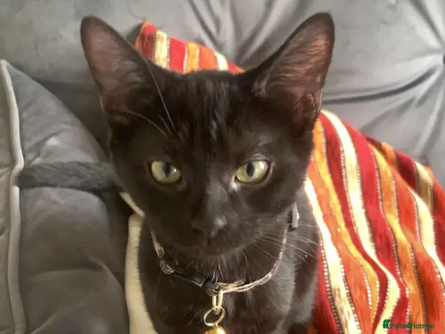 Domestic Shorthair cats for sale: 6 Curious Loving Domestic Shorthair Kittens - Advert 1