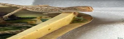 Bearded Dragon reptiles for sale: Baby Bearded dragons £50 each - Advert 16