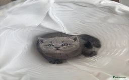 British Shorthair cats for sale: Adorable british shorthair kittens - Image 5