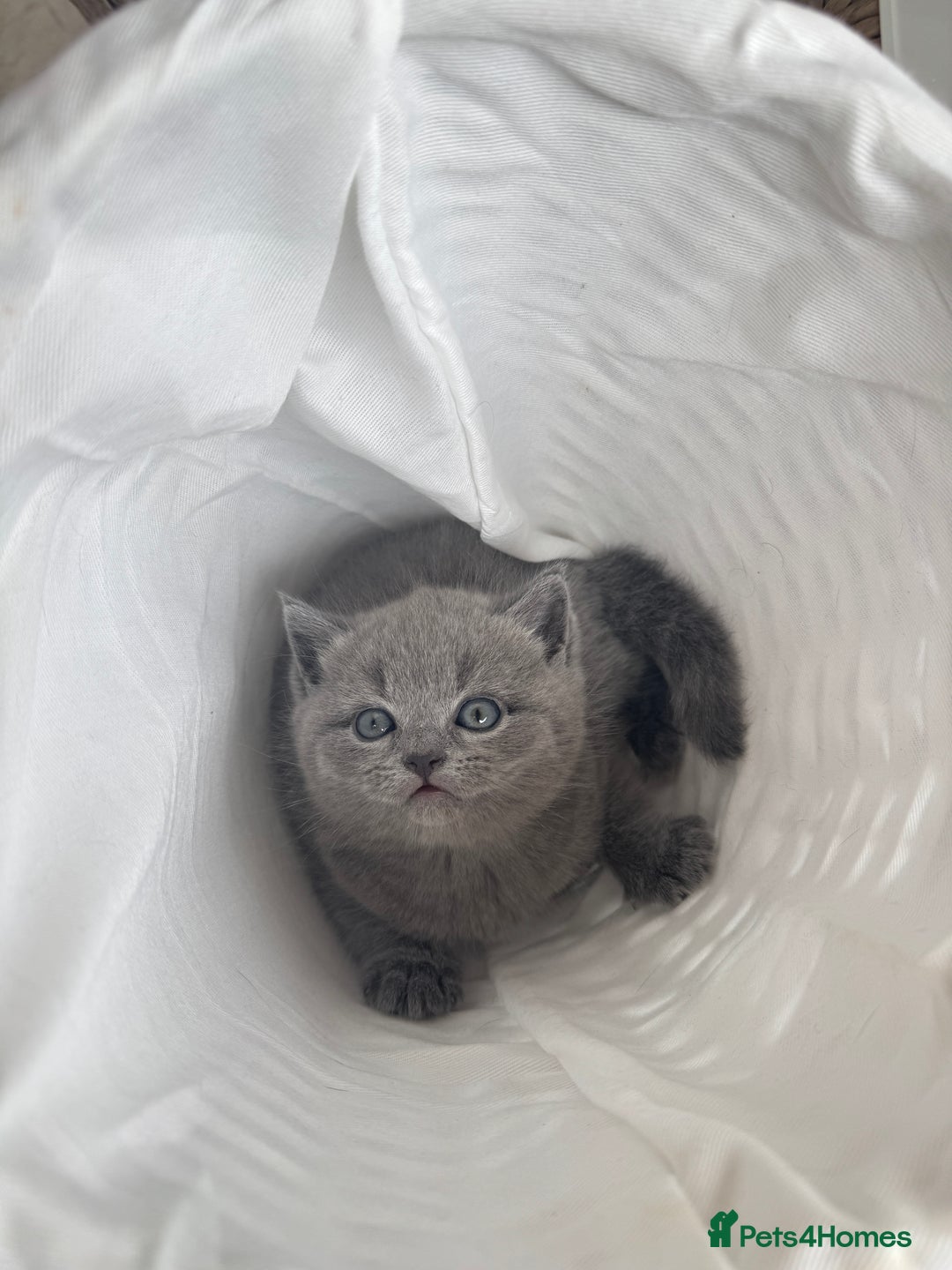 British Shorthair cats for sale: Adorable british shorthair kittens - Image 5