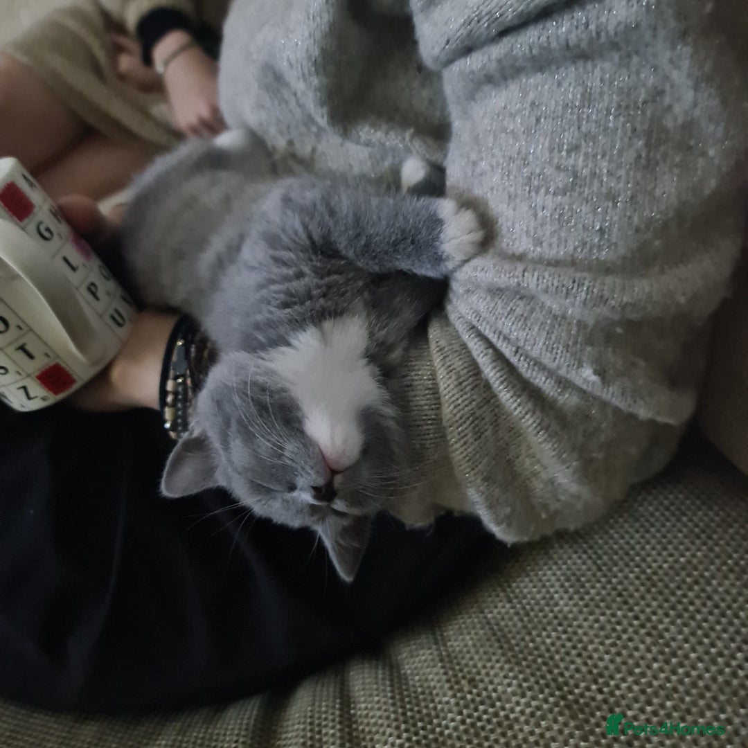 Mixed Breed cats for sale: British shorthair with Russian Blue mix - Advert 7