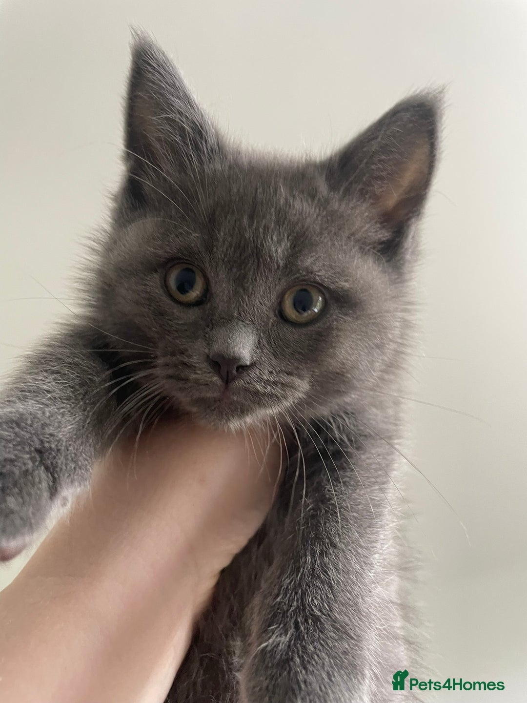 British Shorthair cats for sale: BTS x Ragdoll - Image 11
