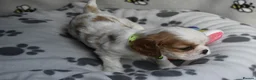Cavalier King Charles Spaniel dogs for sale: Fully Health Tested KC Cavalier King Charles S in Rugby - Advert 12