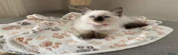 Ragdoll cats for sale: Ragdoll kittens - Advert 24
