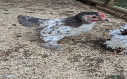 Chickens poultry for sale: FREE - Pure colour pekin bantam cockerels - Image 15
