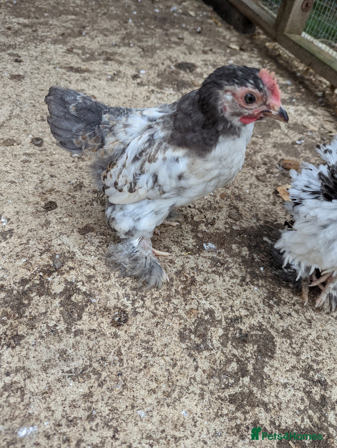 Chickens poultry for sale: FREE - Pure colour pekin bantam cockerels - Image 15